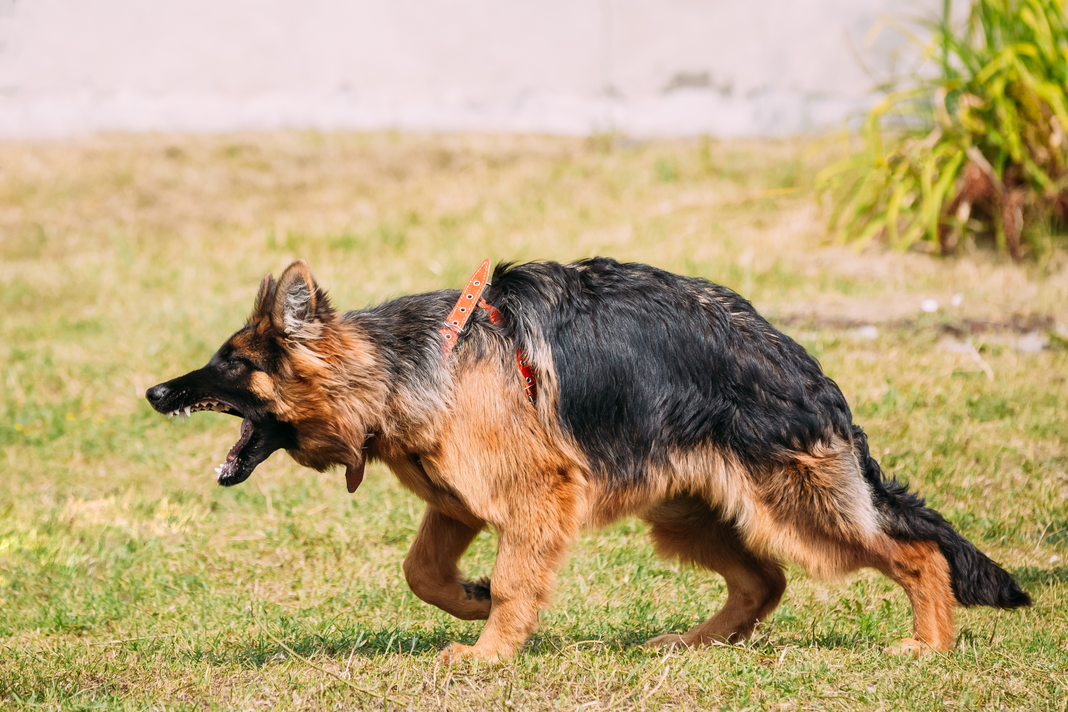 I Was Bitten By An Off-Leash Dog In Maryland, What Do I Do?