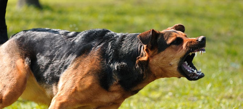 Maryland Dog Bite Negligence and Liability