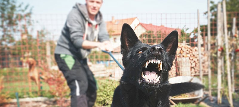 Landlord Responsibility For Dog Bites