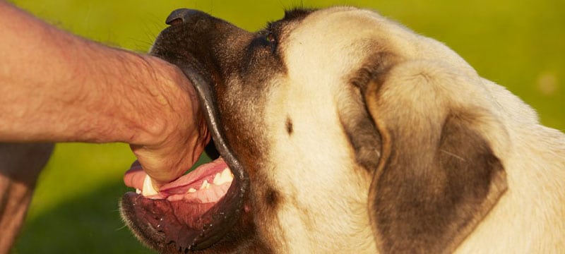 What To Do If I Am Bitten By A Dog