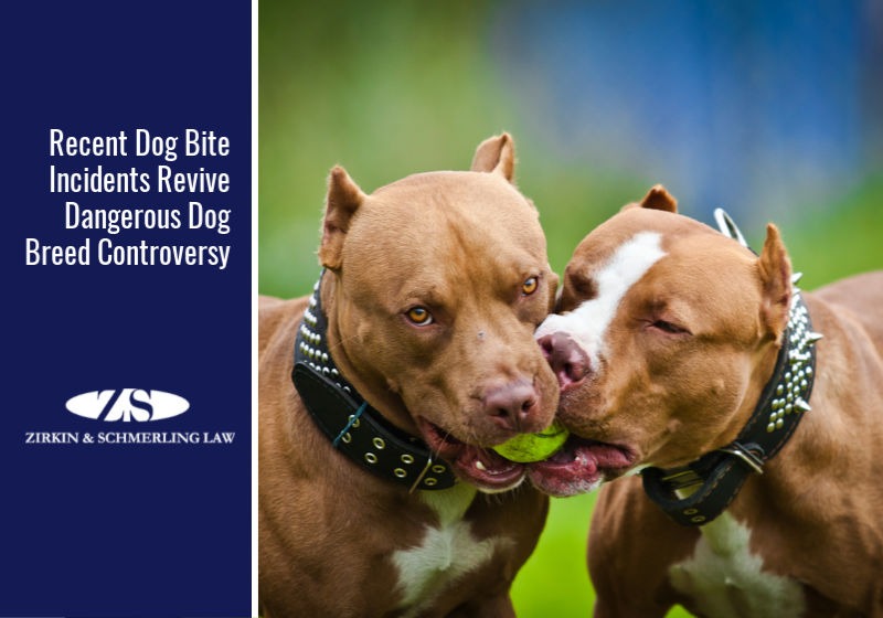 Recent Dog Bite Incidents Revive Dangerous Dog Breed Controversy