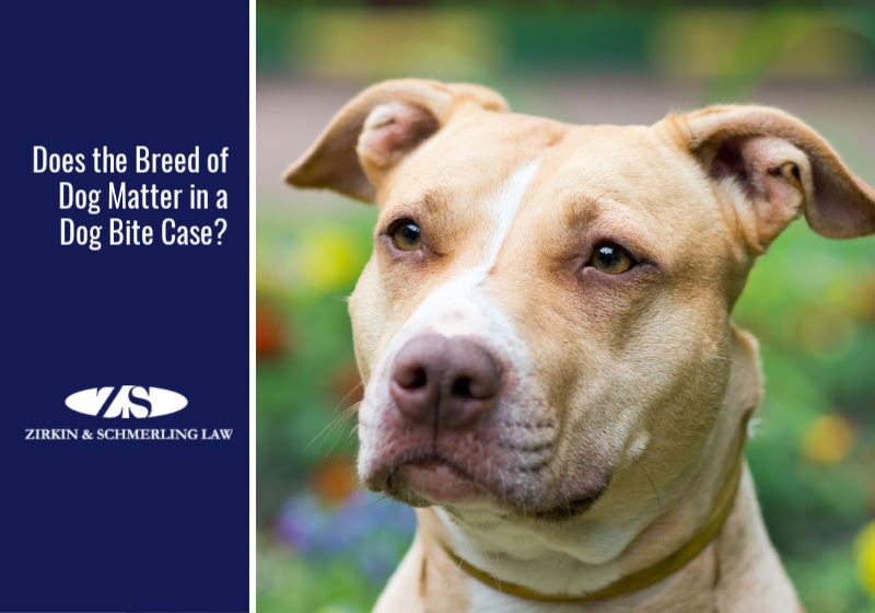 Does the Breed of Dog Matter in a Dog Bite Case?
